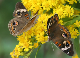 Common Buckeye